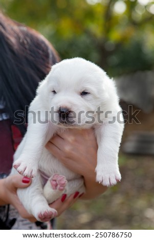 My litter of Central Asian shepherd, only ten days old. Shallow depth of field is used on purpose in order to separate subject from the background/White puppy