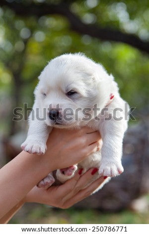My litter of Central Asian shepherd, only ten days old. Shallow depth of field is used on purpose in order to separate subject from the background/White puppy