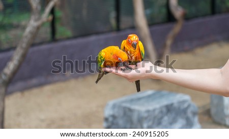 couple yellow parrot eating on hand