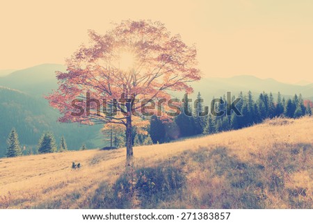 Vintage autumn tree at sunset.Vintage filter instagram.