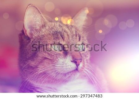 Portrait of a cat. Muzzle closeup. Vintage with bokeh