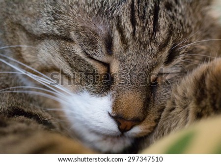 Cute sleeping cat. Muzzle closeup