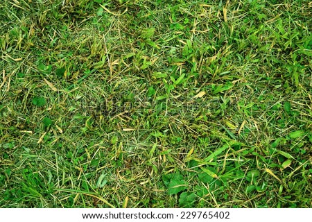 Grass background, . ,, can be used as background, photo taken with natural light, nature, ecology, green, close up
