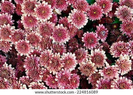 Close-up of beautiful pink flower background.