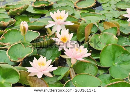 Orange Lotus flower and Lotus flower plants, oil painting style scene