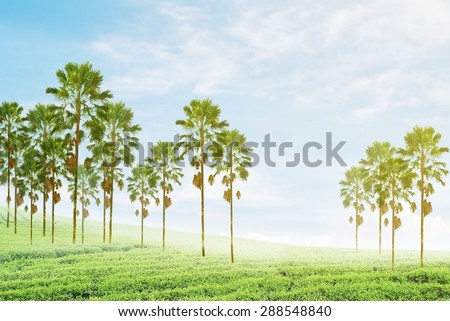 palm trees with green field and yellow soft lighting that right side