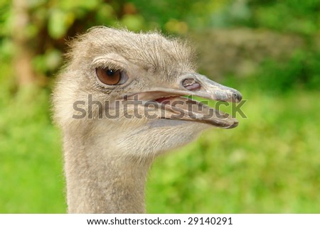 Ostrich head on natural green background. Animal image