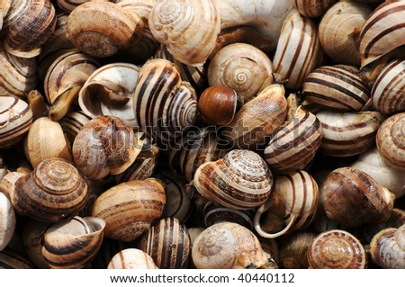 kinds of snails