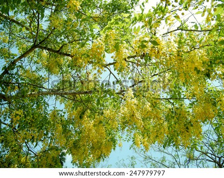 The blooms of Esala. The beautiful golden yellow flowers of the tree were in full bloom. Purging Cassia ( Cassis fistula Linn ) national flower of Thailand