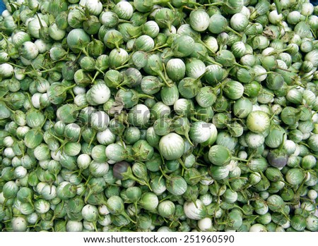 Solanum melongena, Egg plant, Ela batu, Herbal Plants of Asia