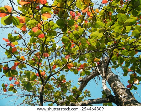 Terminalia catappa is a large tropical tree in the leadwood tree family, Combretaceae, that grows mainly in the tropical regions of Asia