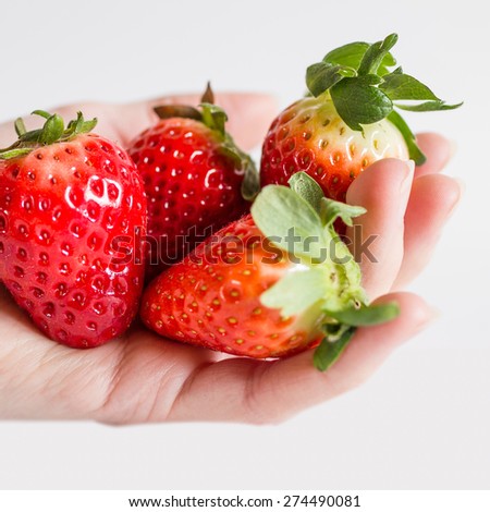A female hand full of large ripe strawberries.