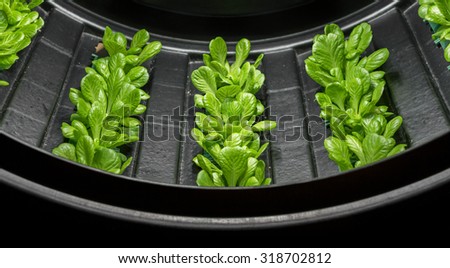 Indoor cultivation of lettuce in circular structures rotating.
