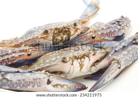 Raw and fresh of uncooked crabs for seafood meal preparation on white background