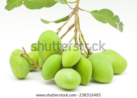 Close up of a bunch of green or raw fresh mangoes with green leaf and branch for sour taste fruit on white background