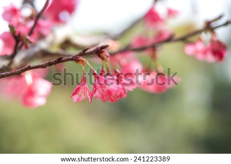 Close up of beautiful pink and fresh Thai sakura flowers blooming for nature background