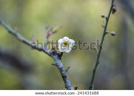 Close up of Chinese / Japanese bayberry white flower with petals shooting out of branch with blurred green nature background