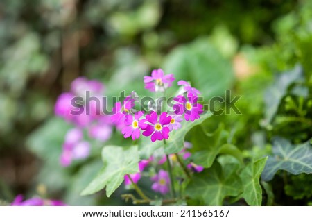 Close up of beautiful heart shape purple pink flowers with green leafs behind as floral background