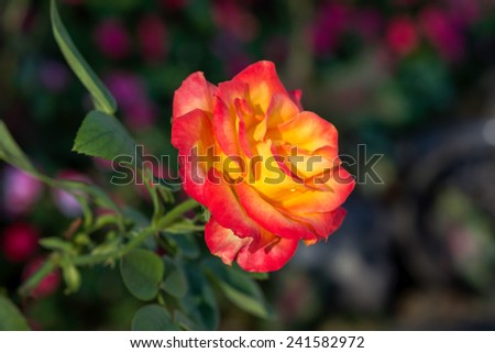 Beautiful and bright orange yellow wild rose with green stem for floral background