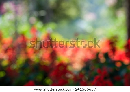 Defocused colorful trees for bright nature background