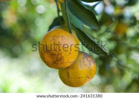 Fresh tangerine or mandarin orange fruits hanging from the tree branches for food or Chinese New Year cultural background