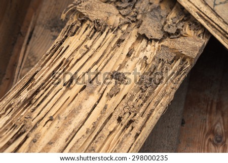 Brown rotten wood rated by termite for damaged background