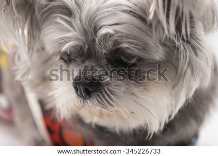 Image of chihuahua breed dog with black and white hair for pet background