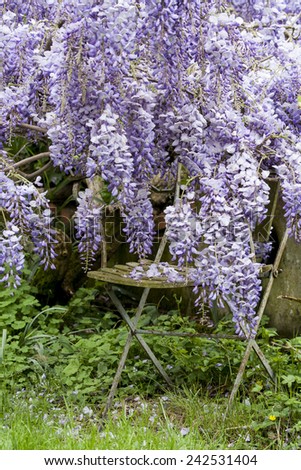 Secret garden with wysteria and chair