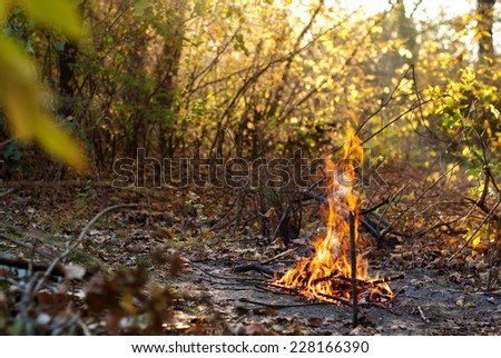 Autumn forest and fire at sunset