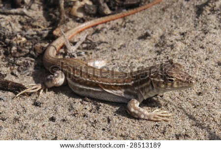 Brown Lizard