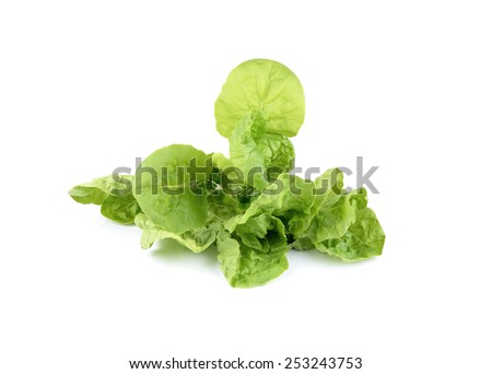 fresh Chinese cabbage (Romain Lettuce) on white background