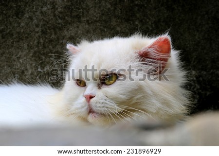 Beautiful cat for trade and feed, Persian cat is to lie down on the block stone for relaxation