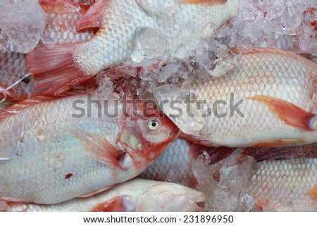 Fresh fish are frozen with ice and water for sale to cook fish food