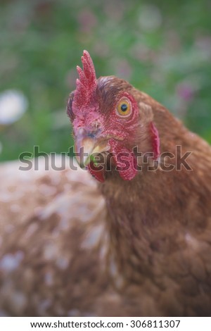 Hen with red flags and pink crest