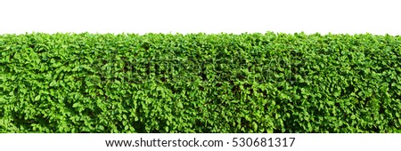 Hedge isolated on white background