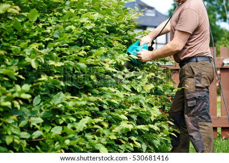Cutting a hedge with electrical hedge trimmer