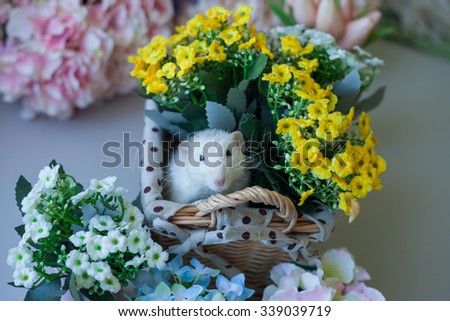Cute decorative rat on a background of bouquets of flowers