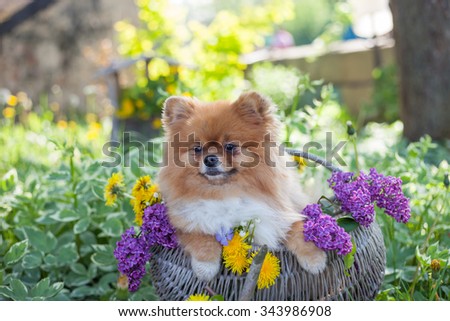 Pomeranian puppy in a basket with flowers on a background of spring garden