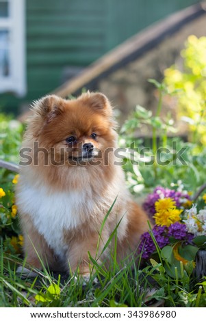 Pomeranian puppy in a basket with flowers on a background of spring garden