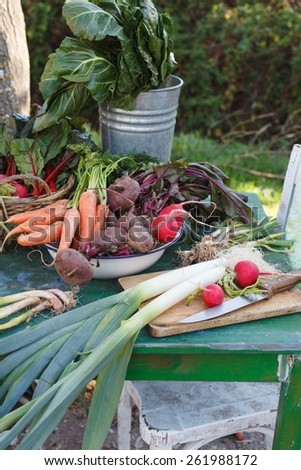Fresh vegetables from garden. Beetroots, baby leeks, radicchio, bunch of wild garlic, carrot and swiss chard served over rustic green kitchen table in garden. Country food of summer. See series.