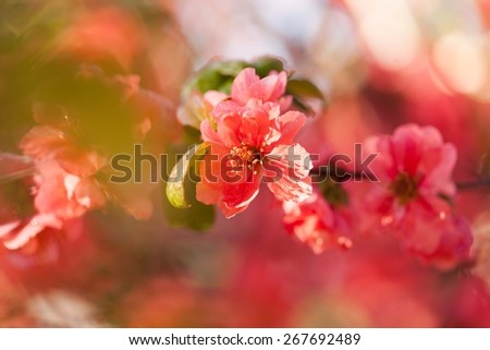 Pink wild roses in soft color, Made with blur style for background. Blurred coral background with flowers.