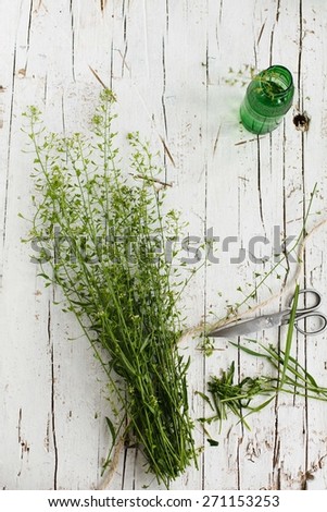 Spring day concept with bunch of herbs and scissors. Rustic style.