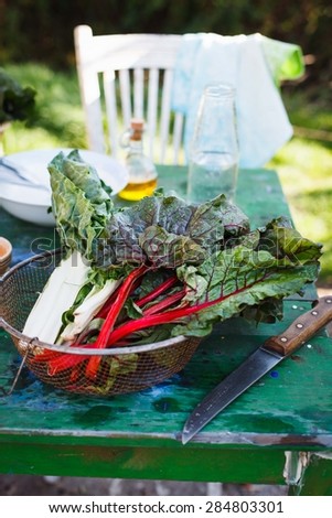 Rainbow swiss chard on a kitchen rustic table in garden near with vintage chair.