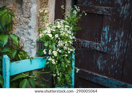 Bunch of wild white flower scattered on vintage blue chair  situated in country garden. Rustic beautiful image.