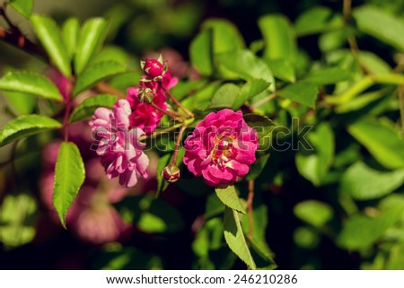 Beautiful shrub rose
