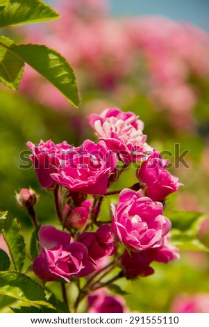 Beautiful pink flowers roses rose garden in the summer sun