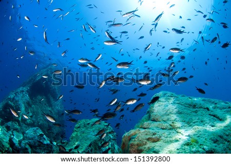 meeting with the small fish in the Mediterranean Sea