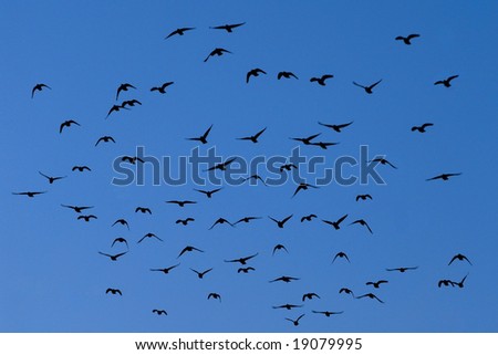 A group of flying birds