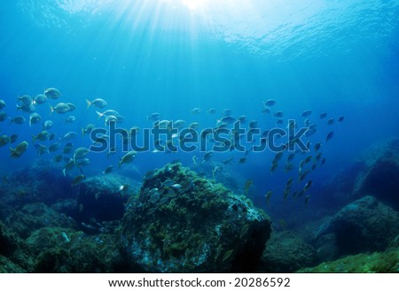 Meeting with silver fish in the Mediterranean Sea