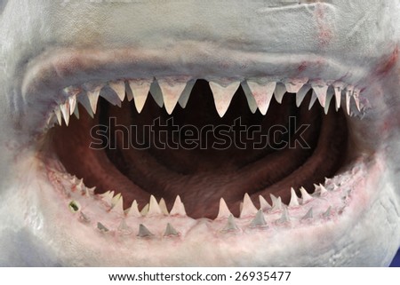 the open mouth of a shark model
